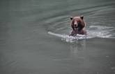 Um grande urso nada nas águas do rio Chilkat, em Haines, no sudeste do Alaska